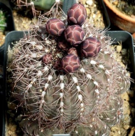 Gymnocalycium_ferrarii